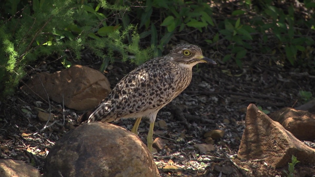 Spotted Thick-knee - ML206078761