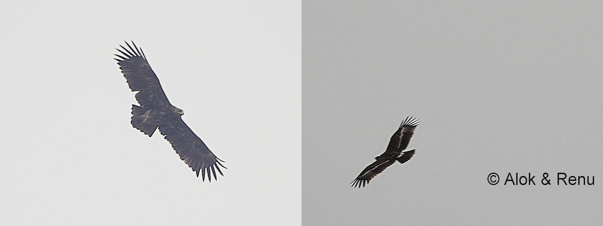 Greater Spotted Eagle - Alok Tewari