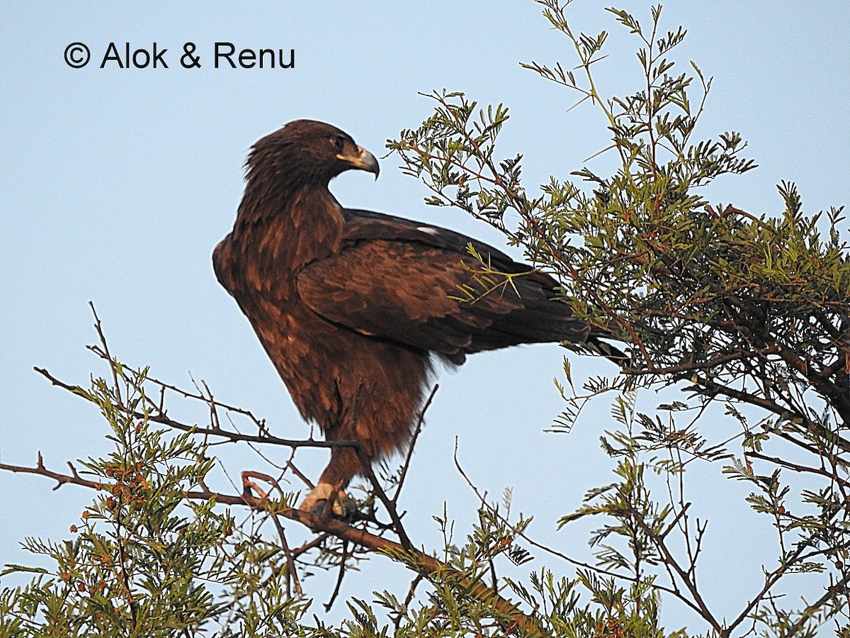 Tawny Eagle - Alok Tewari