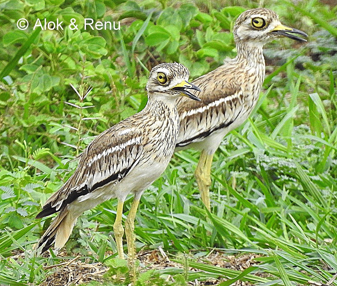 Indian Thick-knee - ML206079171