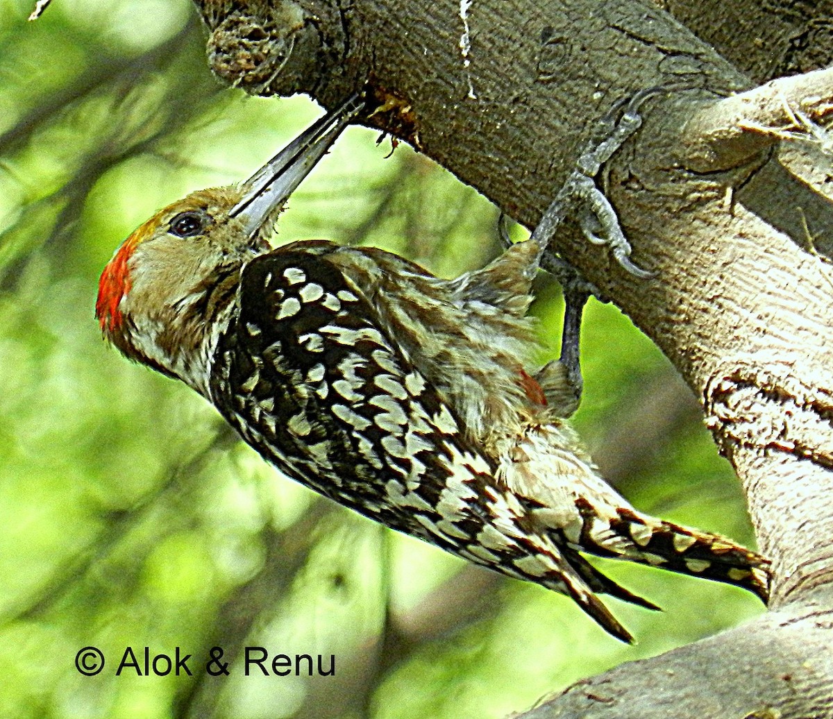 Yellow-crowned Woodpecker - Alok Tewari