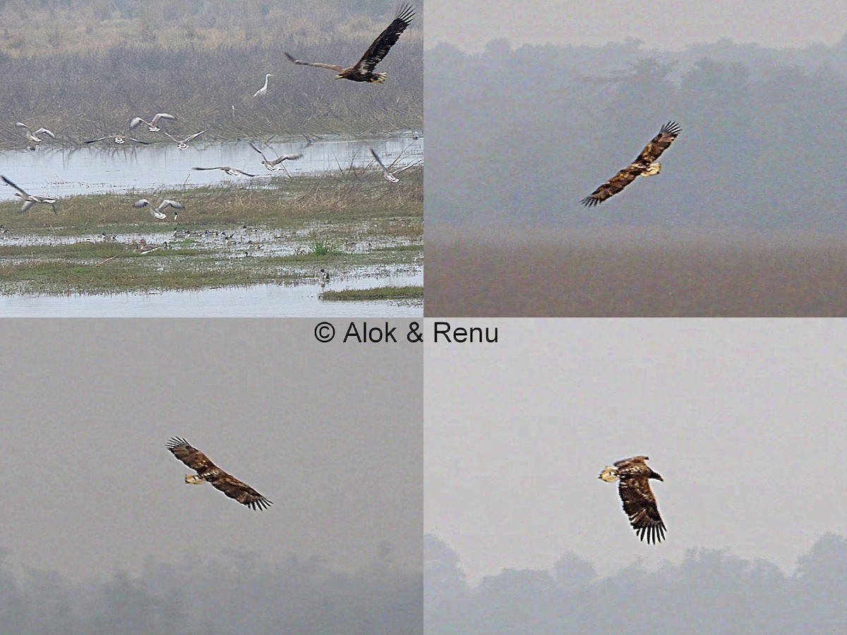 White-tailed Eagle - Alok Tewari