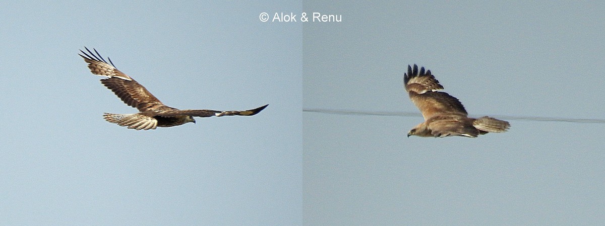 Long-legged Buzzard (Northern) - Alok Tewari
