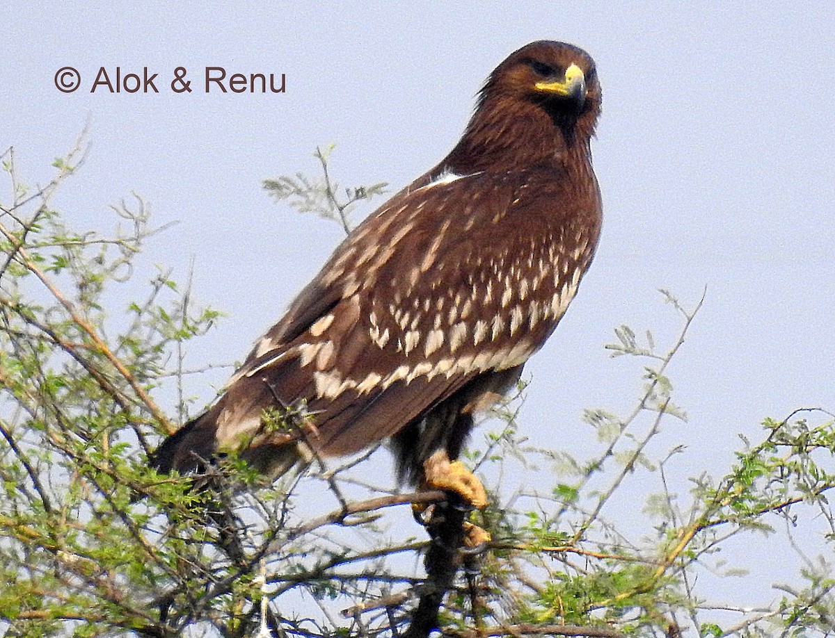 Greater Spotted Eagle - Alok Tewari
