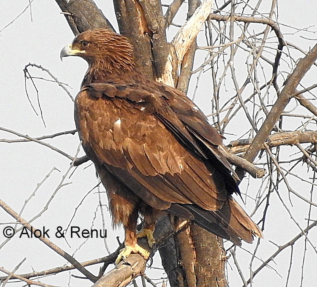 Greater Spotted Eagle - ML206079431