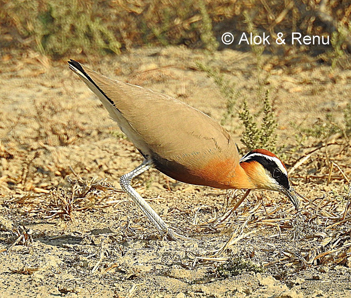 Indian Courser - ML206079551