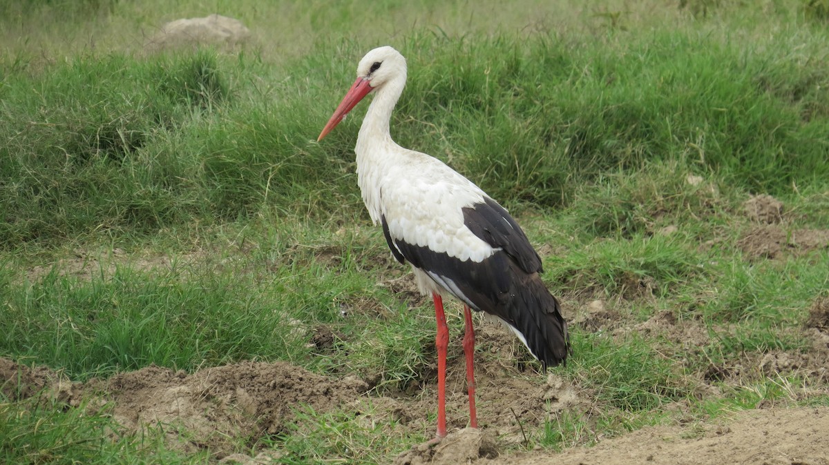 White Stork - James Kashangaki