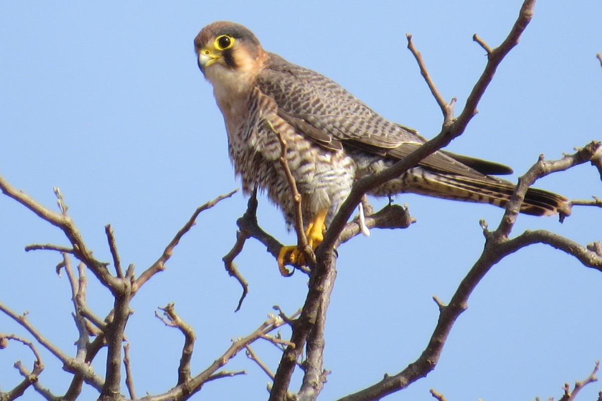 Red-necked Falcon (African) - James Kashangaki