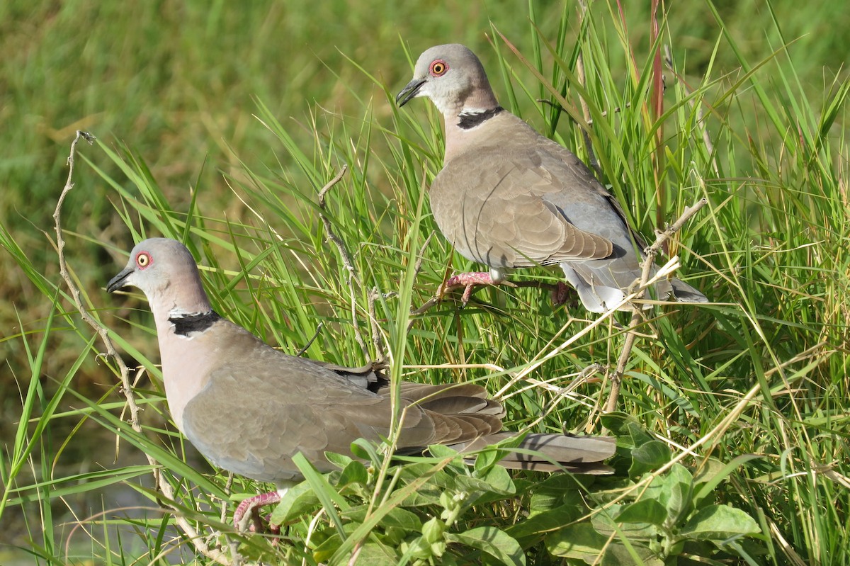 Mourning Collared-Dove - ML206080091