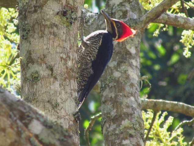 Lineated Woodpecker (Lineated) - Samantha Klein