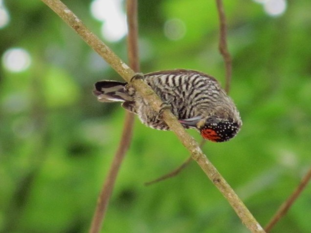 White-barred Piculet - ML206080511