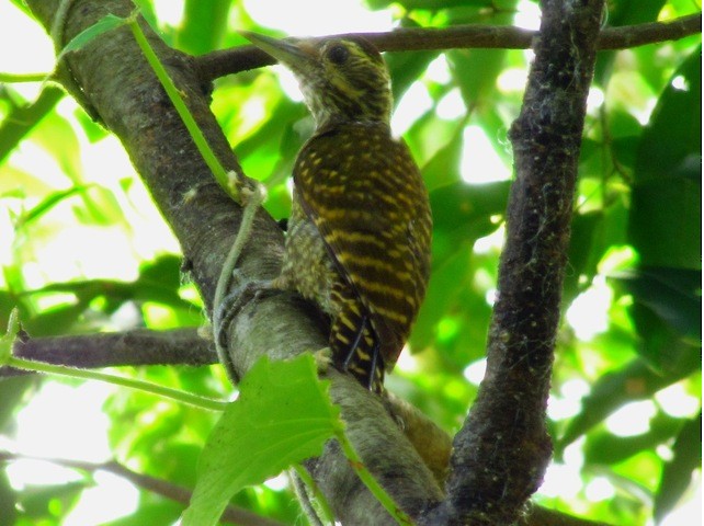 White-spotted Woodpecker - Samantha Klein