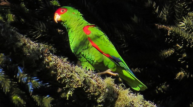 Red-spectacled Parrot - Samantha Klein