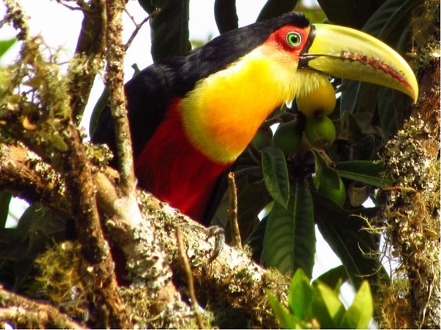 Red-breasted Toucan - ML206080861