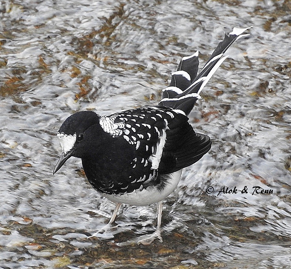 Spotted Forktail - ML206081011