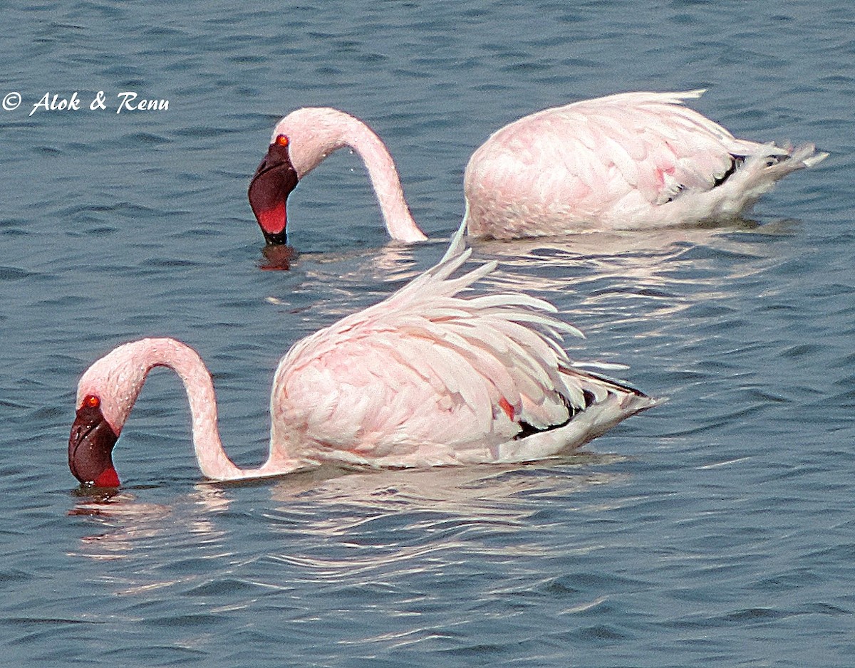Lesser Flamingo - Alok Tewari
