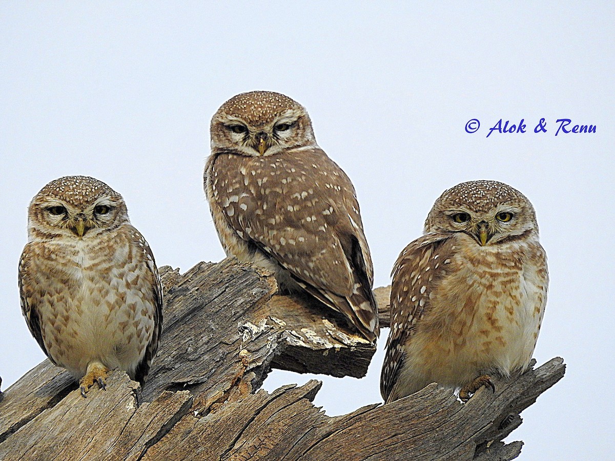 Spotted Owlet - Alok Tewari