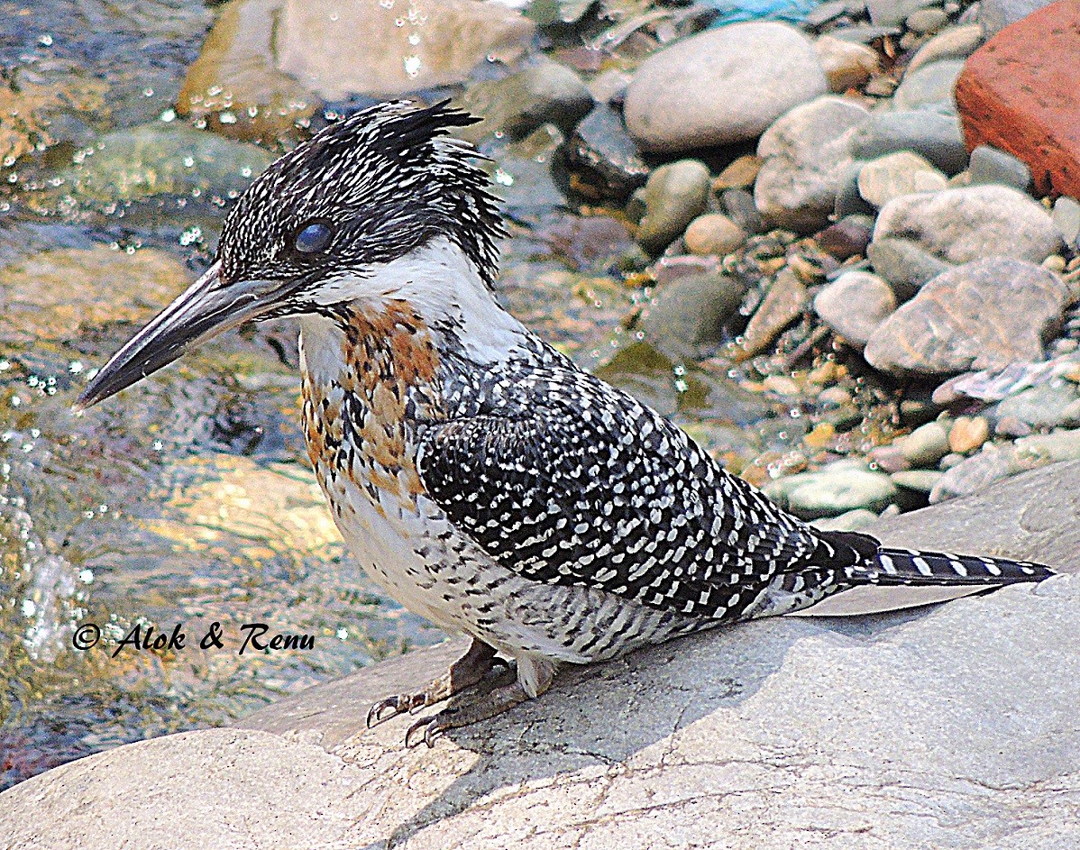 Crested Kingfisher - ML206081531
