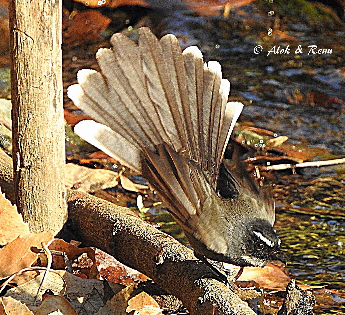 White-throated Fantail - ML206081691