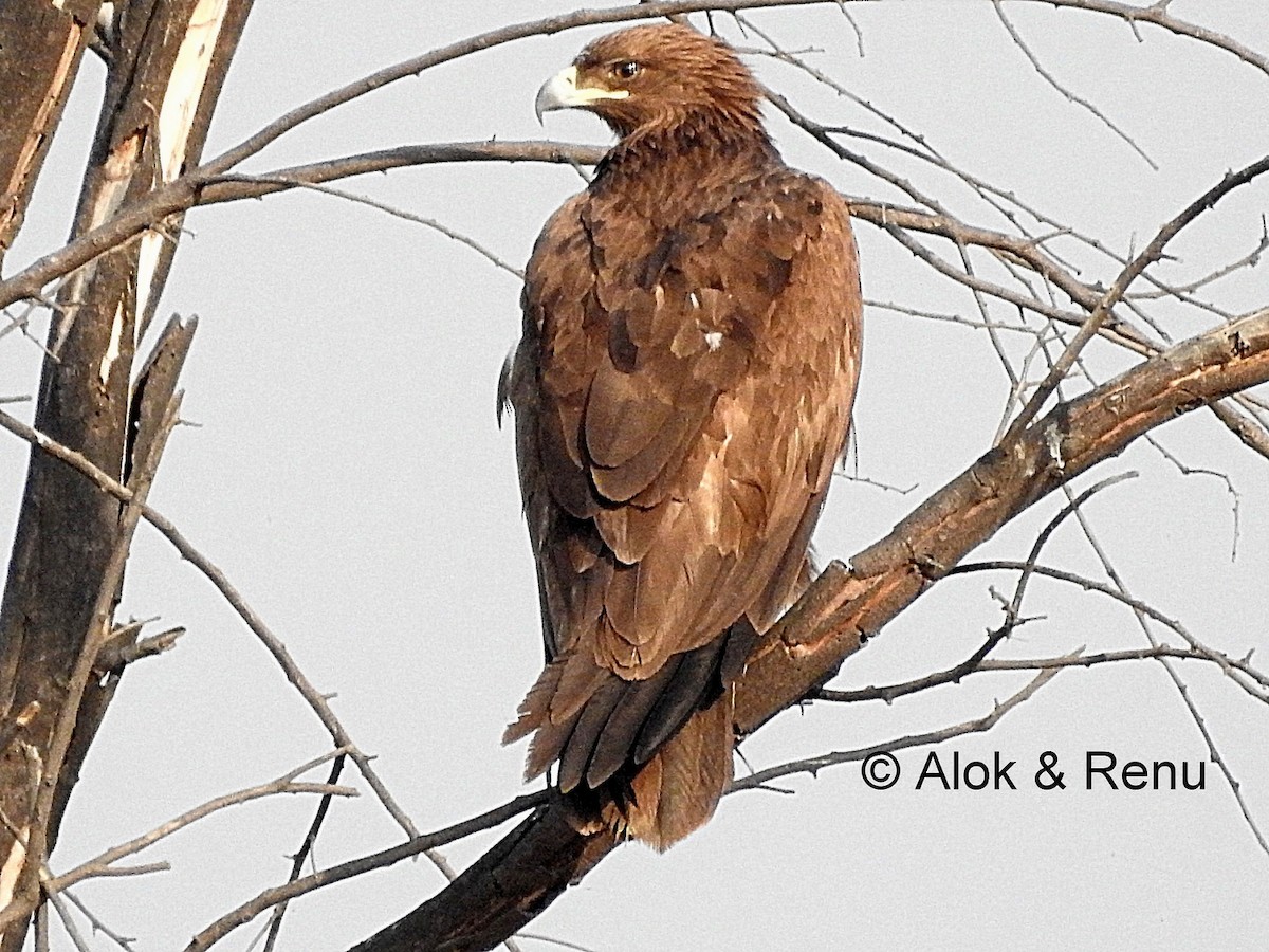 Greater Spotted Eagle - ML206081731