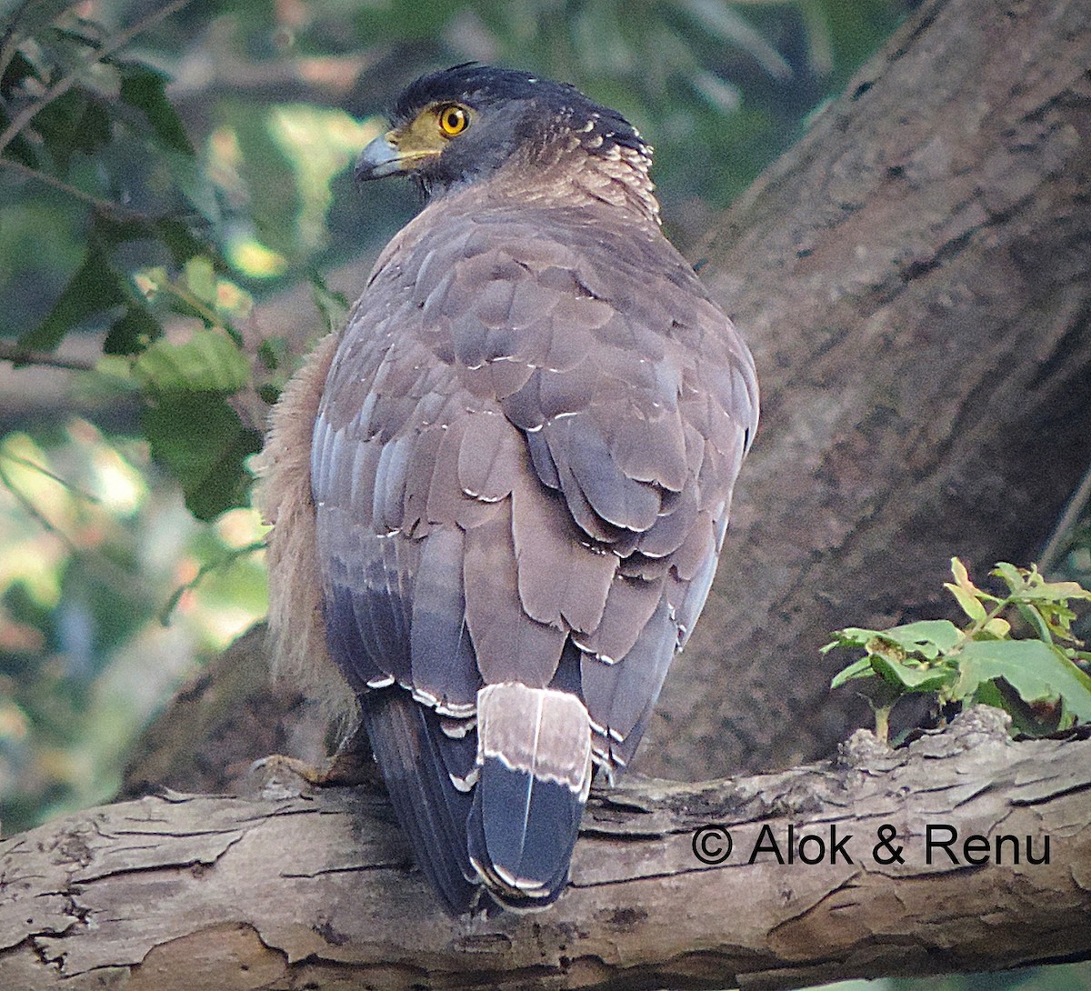 Crested Serpent-Eagle (Crested) - Alok Tewari