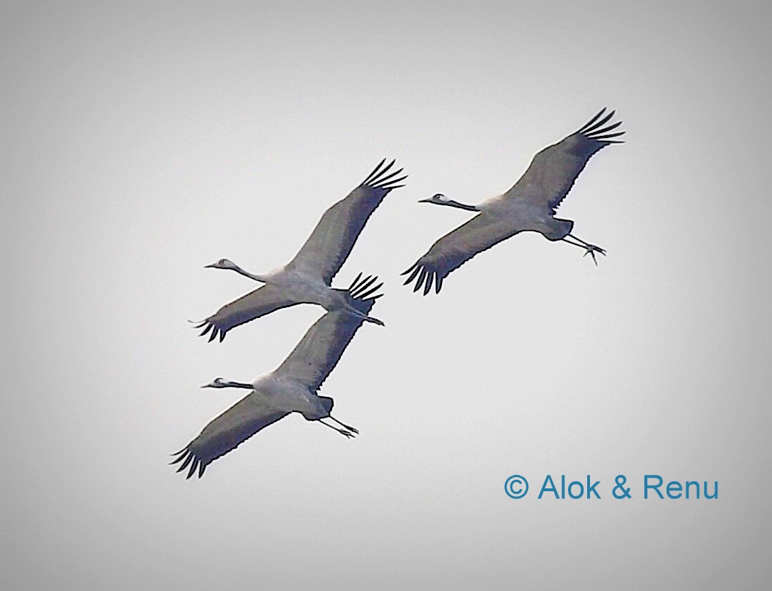 Common Crane - Alok Tewari