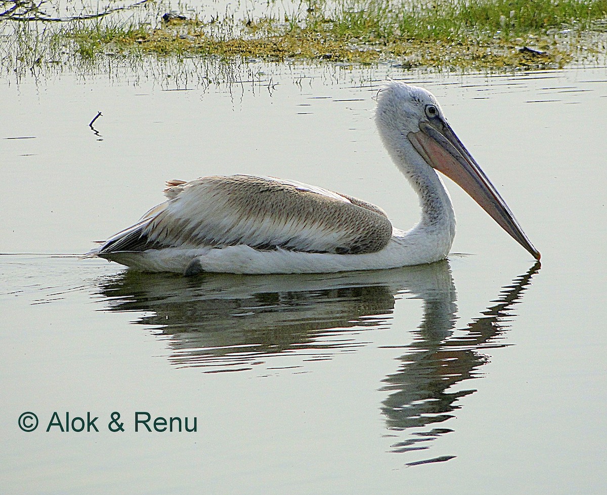 Spot-billed Pelican - Alok Tewari