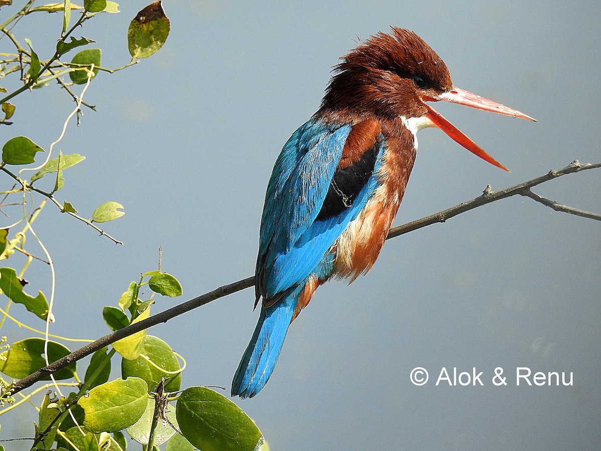 White-throated Kingfisher - Alok Tewari