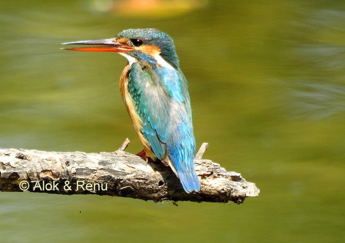Common Kingfisher (Common) - ML206082221