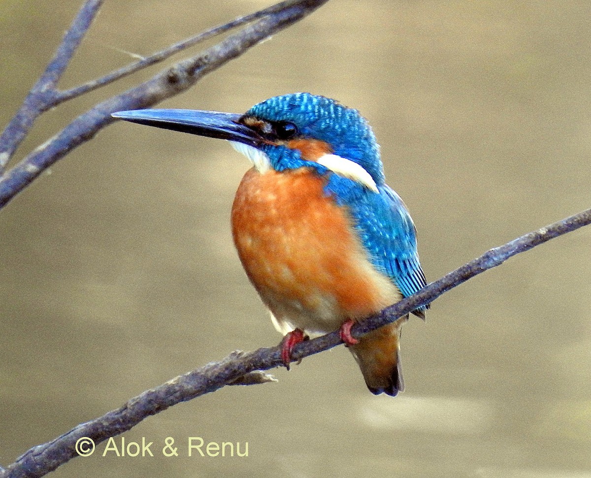 Common Kingfisher (Common) - Alok Tewari