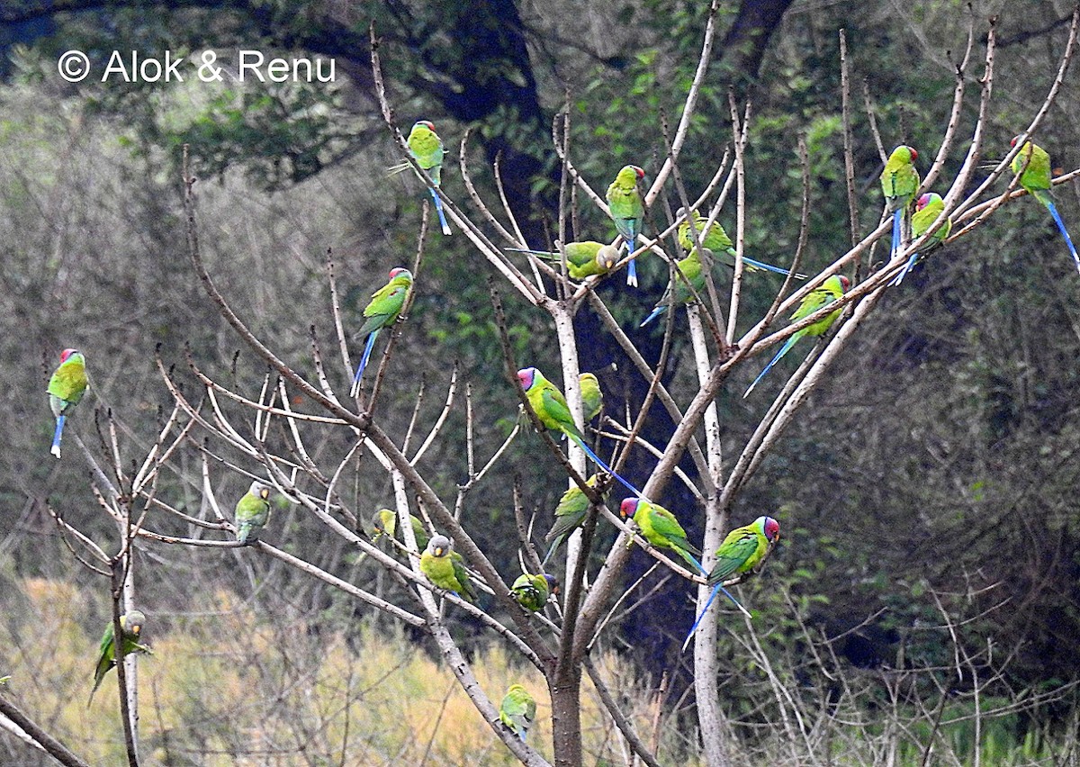 Plum-headed Parakeet - Alok Tewari