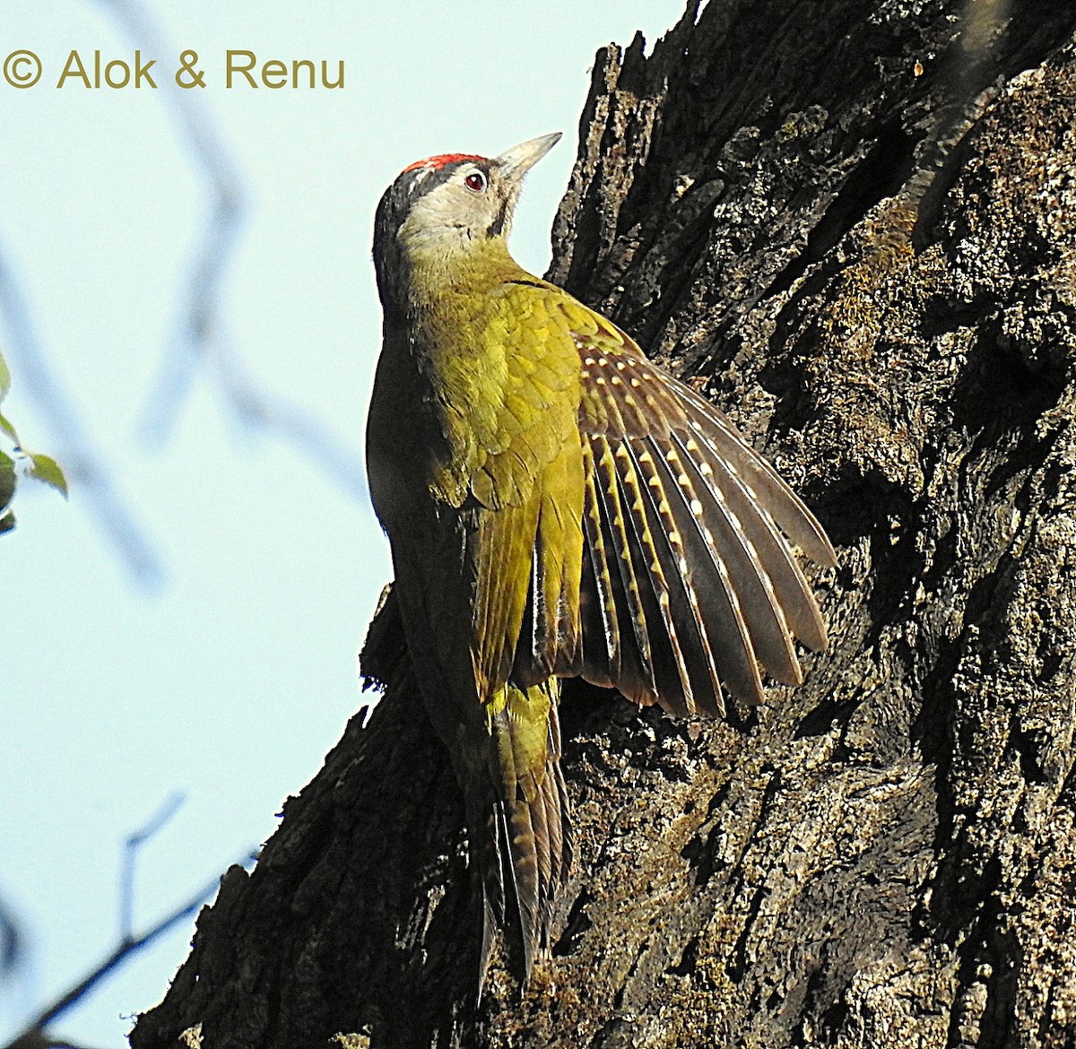 Gray-headed Woodpecker - Alok Tewari
