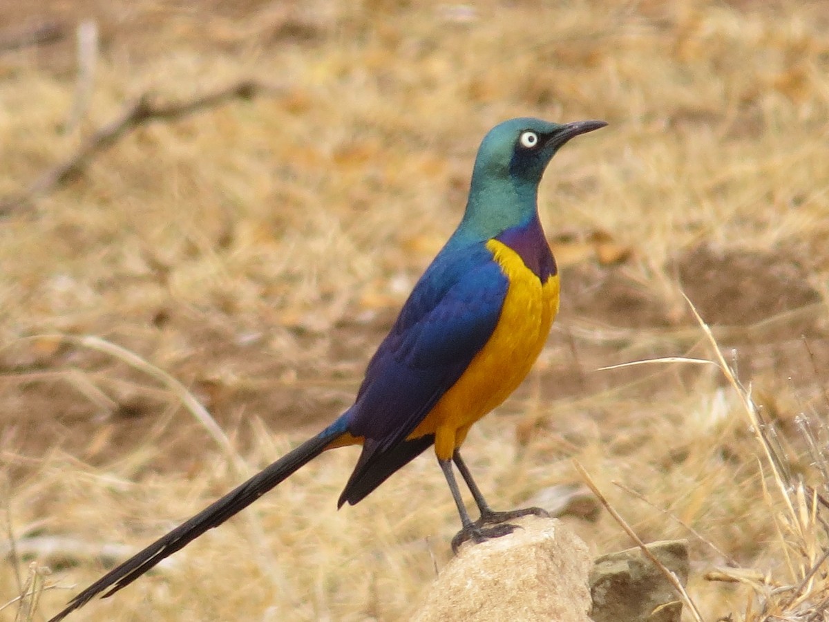 Golden-breasted Starling - ML206082451