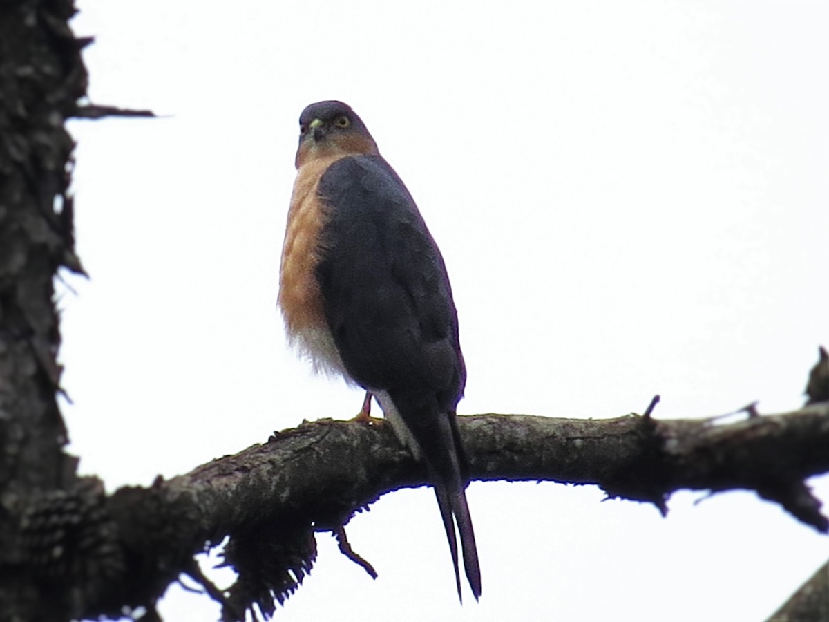 Rufous-breasted Sparrowhawk (Rufous-breasted) - ML206082581