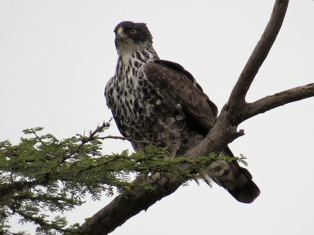 Ayres's Hawk-Eagle - James Kashangaki