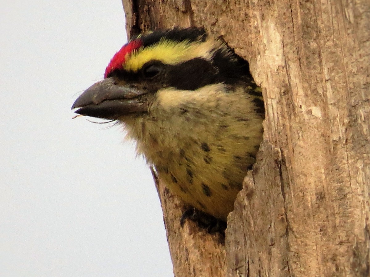 Red-fronted Barbet - ML206082761