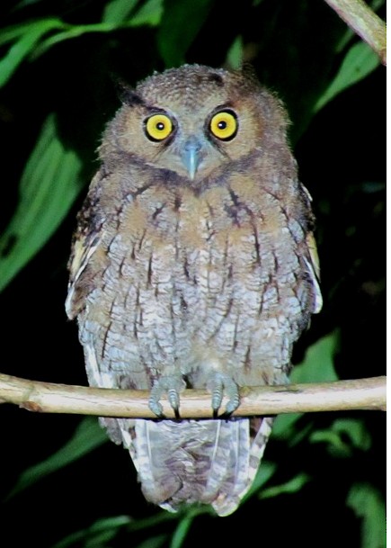 Long-tufted Screech-Owl - Samantha Klein