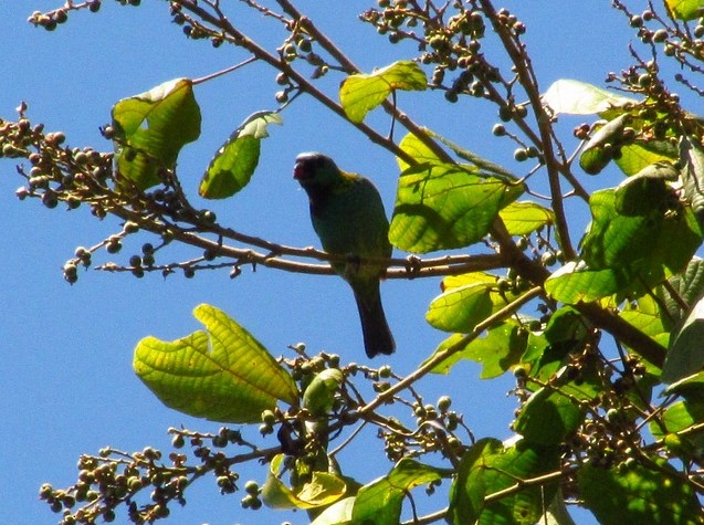 Green-headed Tanager - ML206083701