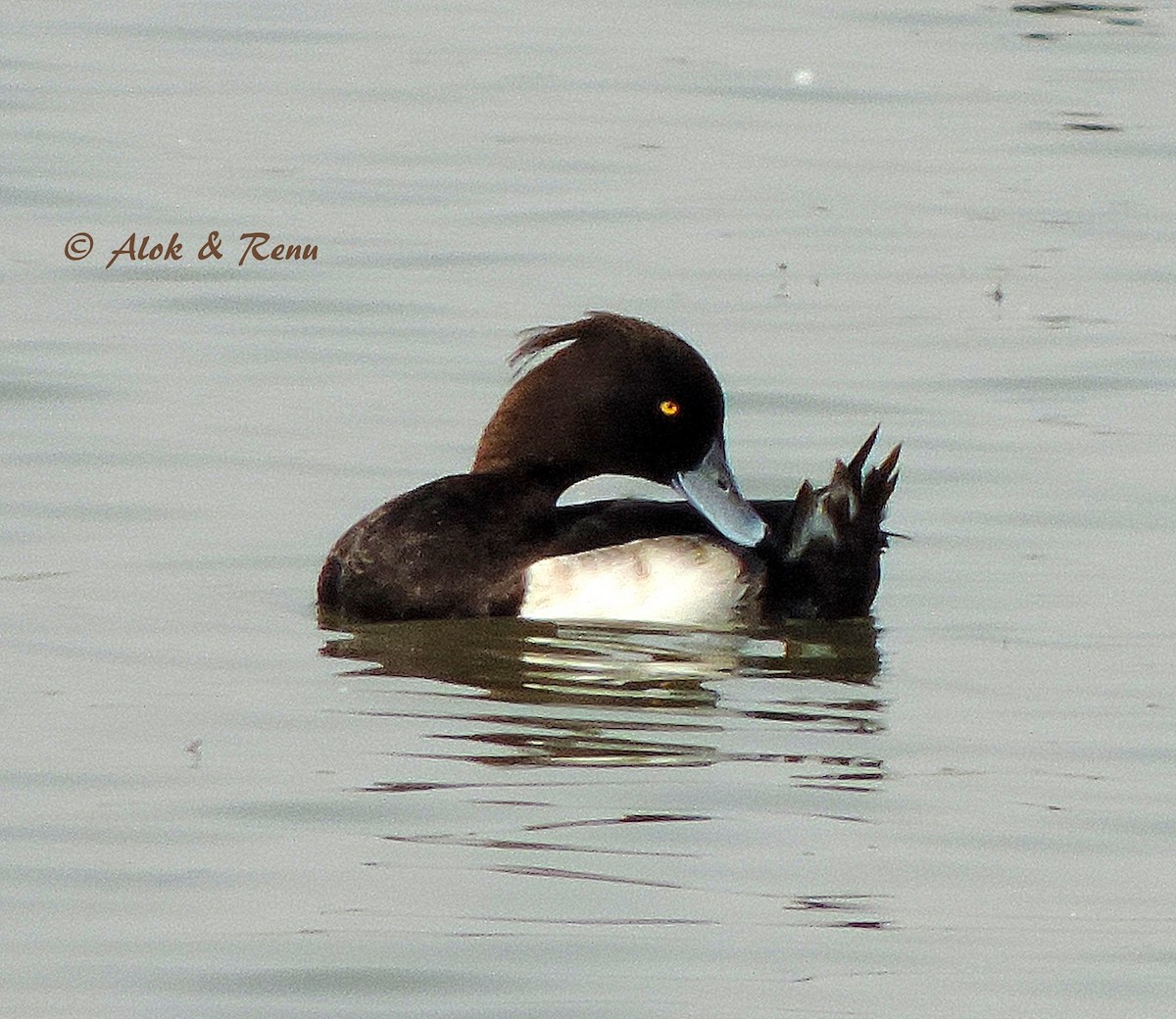 Tufted Duck - ML206083871