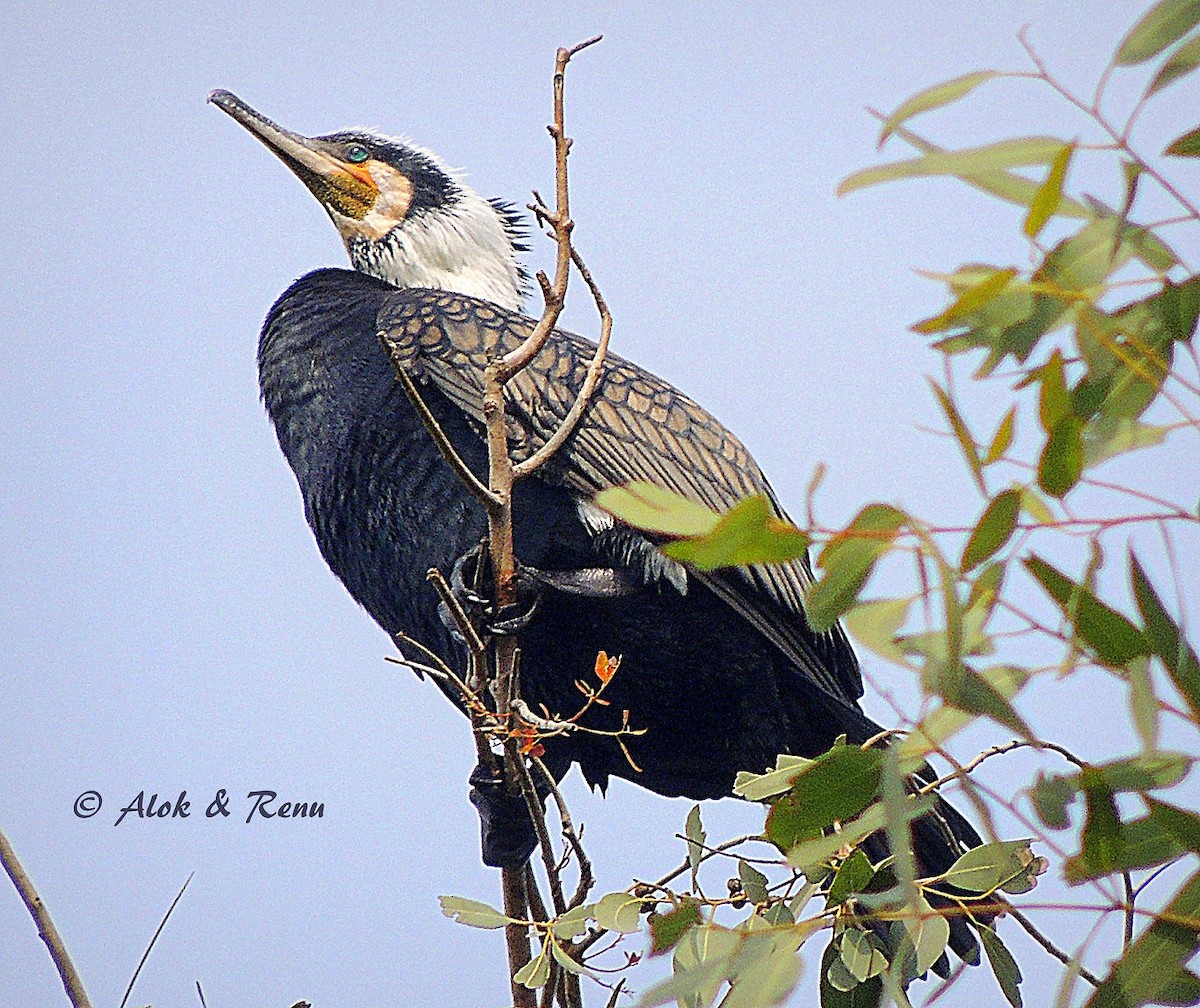 Great Cormorant - Alok Tewari