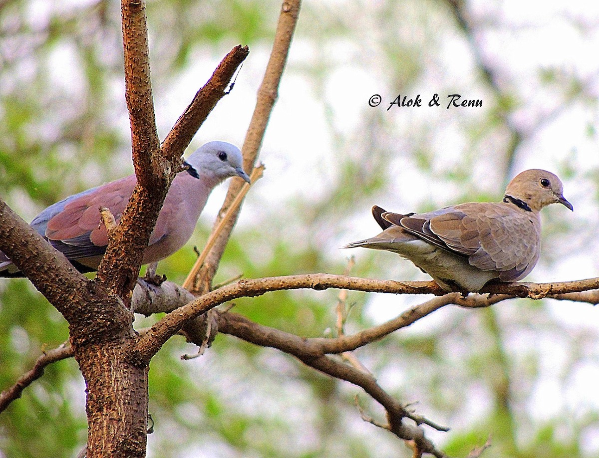 Red Collared-Dove - ML206083911