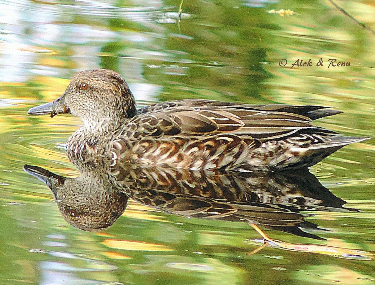 Green-winged Teal - ML206083931