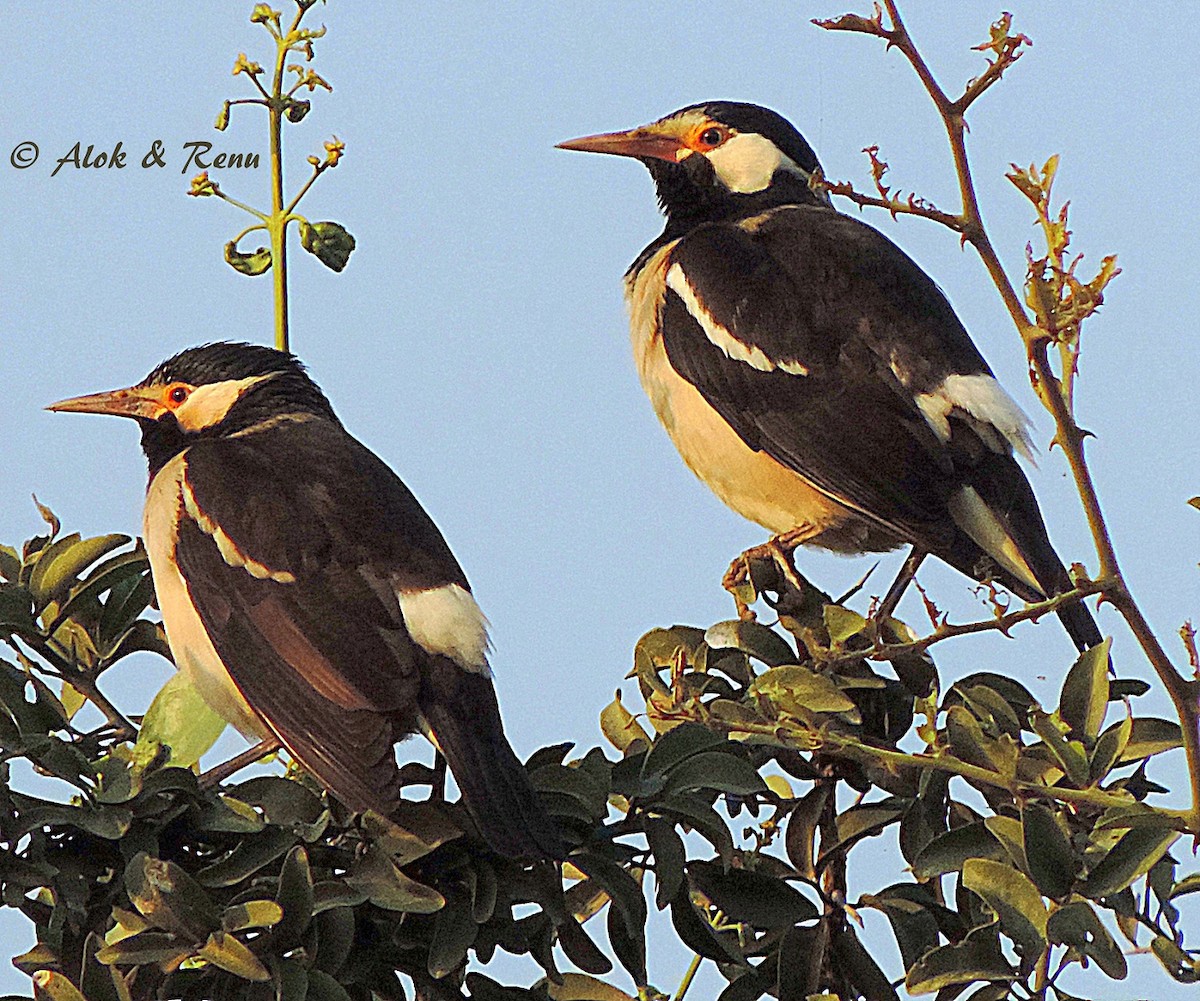 Indian Pied Starling - ML206083951