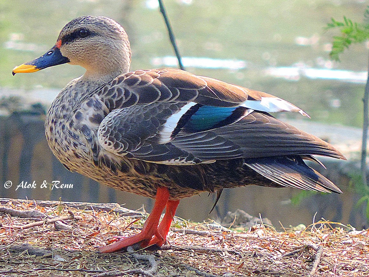 Indian Spot-billed Duck - Alok Tewari