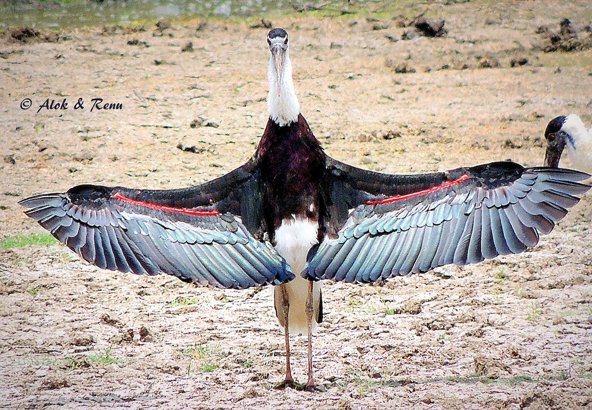 Asian Woolly-necked Stork - Alok Tewari