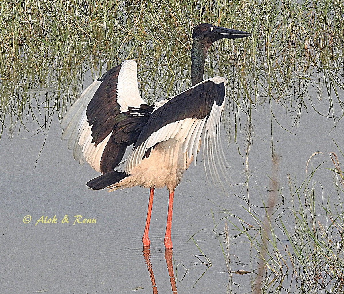 Black-necked Stork - Alok Tewari