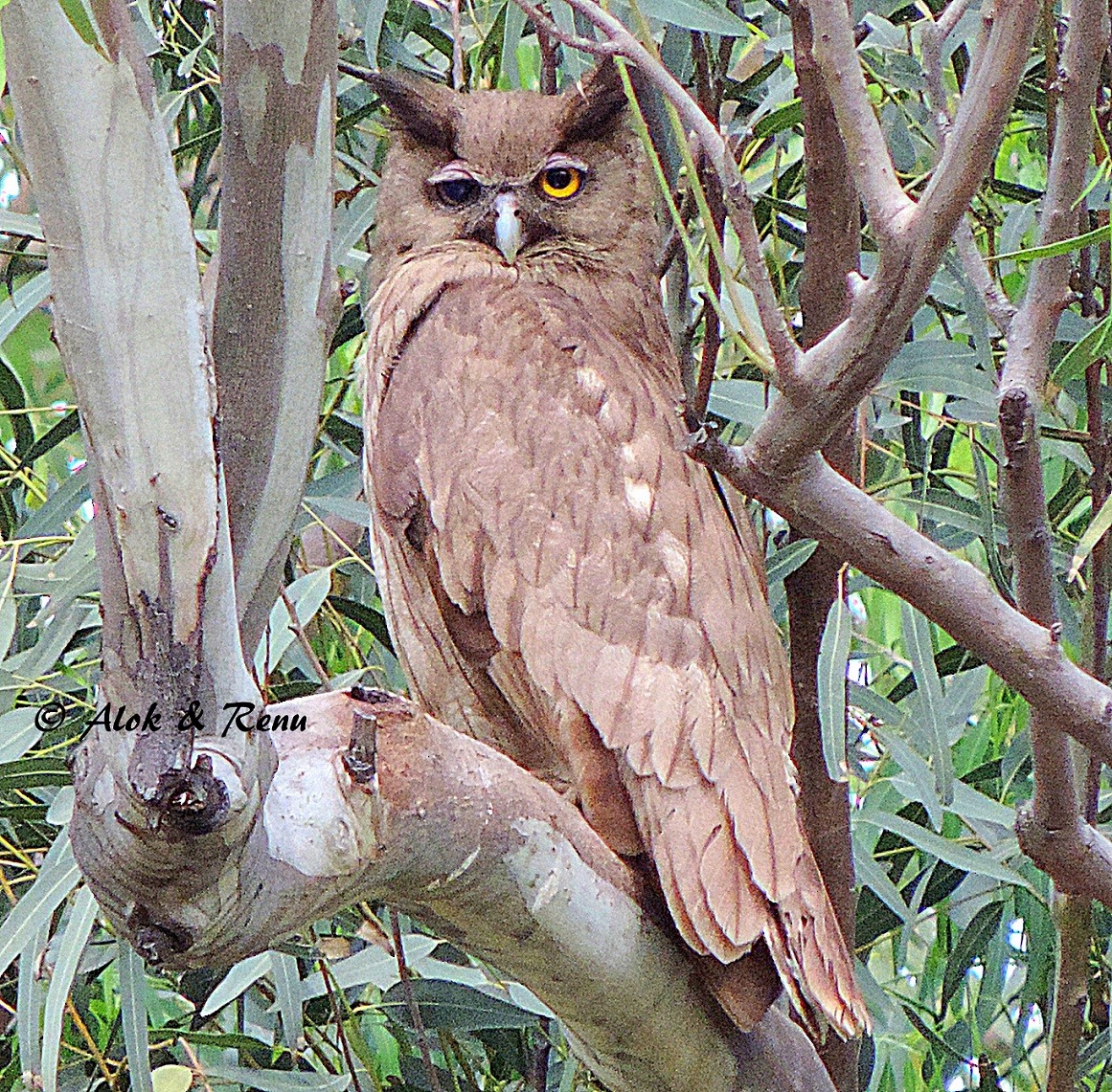 Dusky Eagle-Owl - Alok Tewari