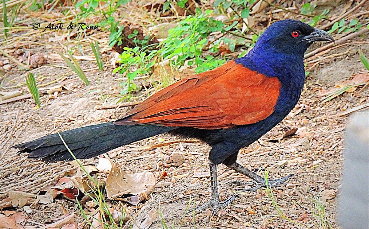 Greater Coucal - ML206084221