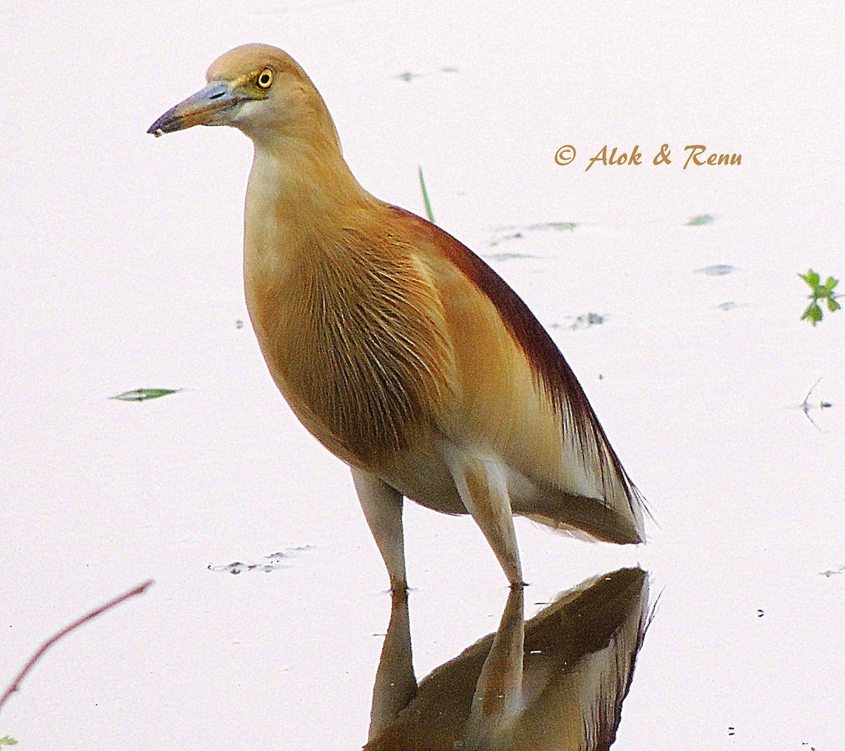 Indian Pond-Heron - ML206084231