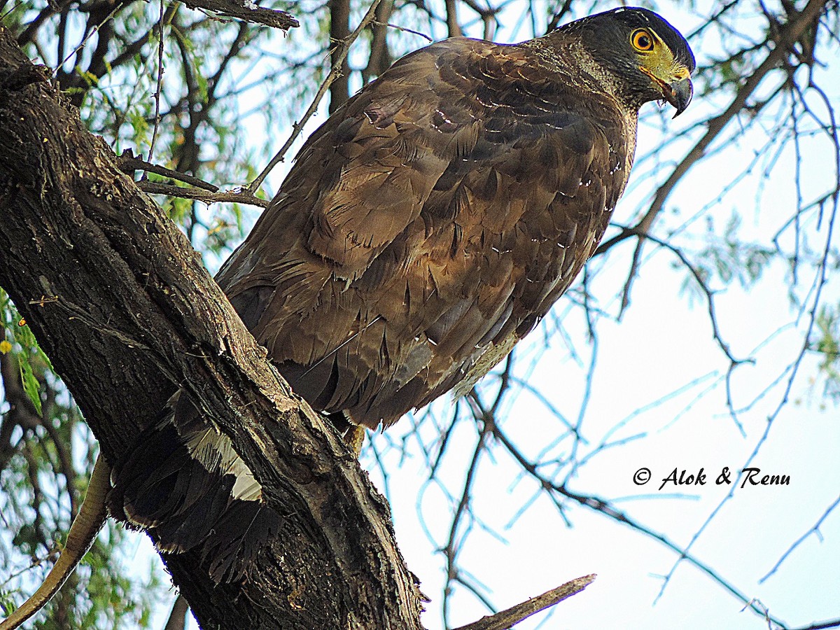 Crested Serpent-Eagle - ML206084311